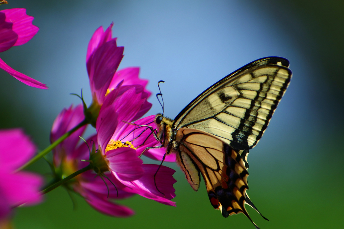 Yellow Swallowtail Butterfly